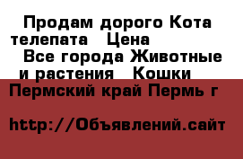  Продам дорого Кота-телепата › Цена ­ 4 500 000 - Все города Животные и растения » Кошки   . Пермский край,Пермь г.